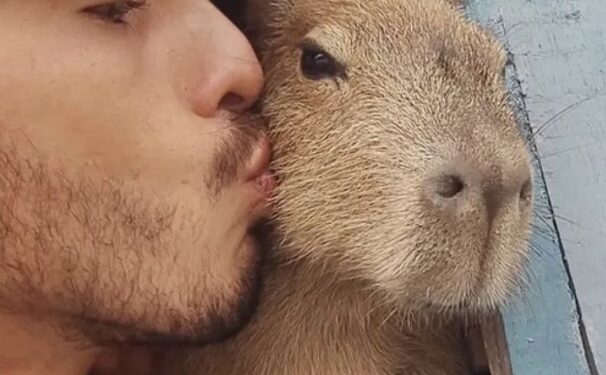 Tiktoker que mostrava rotina com a capivara “Filó” é multado e vai ter de entregar animal