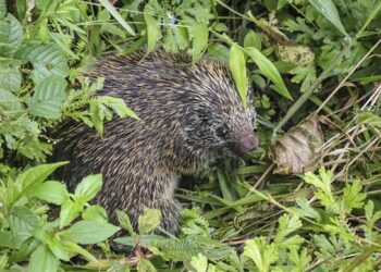 População é convidada a fotografar biodiversidade da Grande Curitiba em desafio mundial