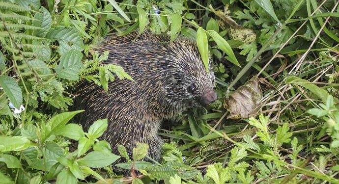 População é convidada a fotografar biodiversidade da Grande Curitiba em desafio mundial
