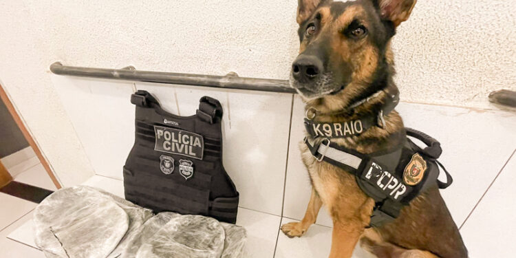 PCPR e PRF apreendem 18 quilos de haxixe