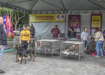 Amigo Bicho registra 25 adoções de cães e doação de 1 tonelada de ração