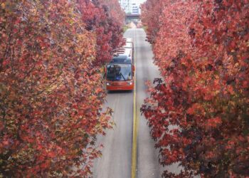 Prefeitura de Curitiba pede cuidado à população ao fazer fotos na “Rua do Outono”