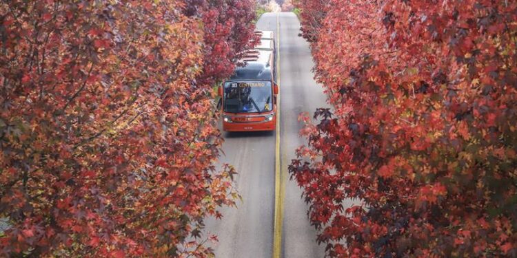 Prefeitura de Curitiba pede cuidado à população ao fazer fotos na “Rua do Outono”
