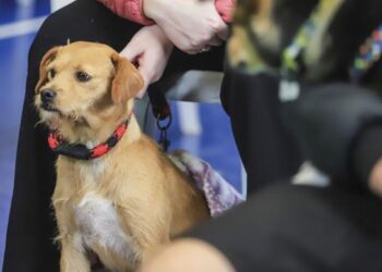 Rede de Proteção Animal abre agenda de castração para filhotes de cães de 2 a 6 meses