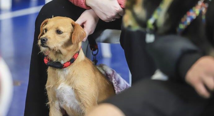 Rede de Proteção Animal abre agenda de castração para filhotes de cães de 2 a 6 meses