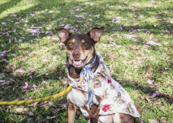 Sábado tem adoção de cães no Mercado Municipal do Capão Raso; conheça alguns deles