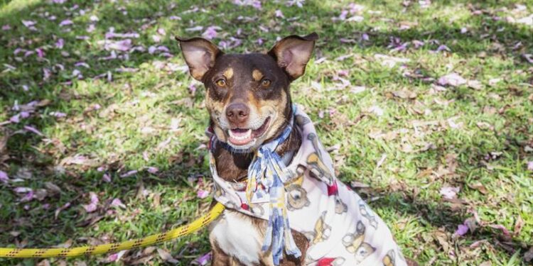 Sábado tem adoção de cães no Mercado Municipal do Capão Raso; conheça alguns deles