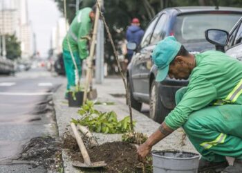 Prefeitura de Curitiba faz replantio de 45 árvores vandalizadas na Avenida Sete de Setembro