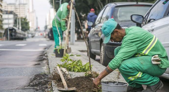 Prefeitura de Curitiba faz replantio de 45 árvores vandalizadas na Avenida Sete de Setembro
