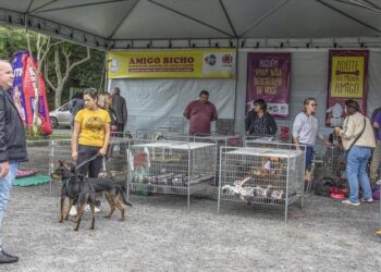 Inscrições de cães para evento de adoção começam nesta segunda-feira em Curitiba