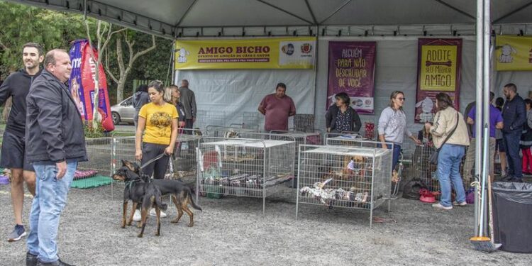 Inscrições de cães para evento de adoção começam nesta segunda-feira em Curitiba
