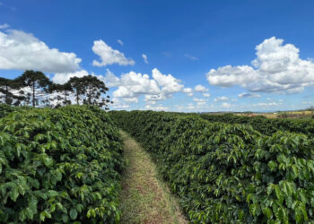 Sanepar publica edital que busca parceiros para transformar lodo de esgoto em fertilizante