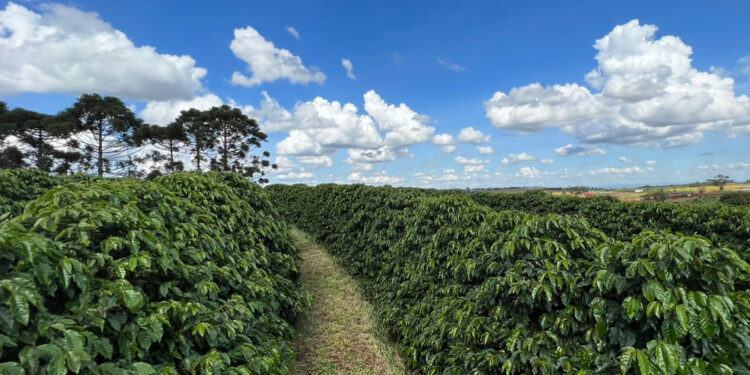 Sanepar publica edital que busca parceiros para transformar lodo de esgoto em fertilizante
