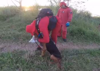 Com ajuda de cão farejador, bombeiros localizam corpo de menina de 4 anos que foi assassinada, veja o trabalho dos bombeiros
