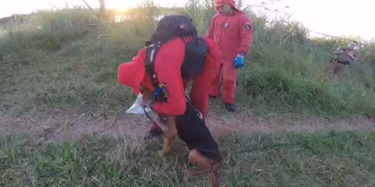Com ajuda de cão farejador, bombeiros localizam corpo de menina de 4 anos que foi assassinada, veja o trabalho dos bombeiros