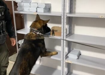 Polícia Civil realiza operação em Curitiba e detém individiu que produzia e vendia óleo medicinal de maconha