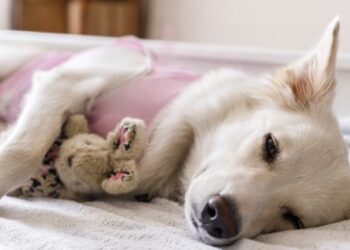 Mutirões da Prefeitura de Curitiba vão ofertar 4.800 vagas para castração gratuita de cães e gatos