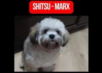 Câmera registra cãozinho sendo levado no Sítio Cercado; família está desesperada, veja o vídeo