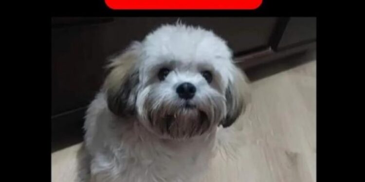 Câmera registra cãozinho sendo levado no Sítio Cercado; família está desesperada, veja o vídeo