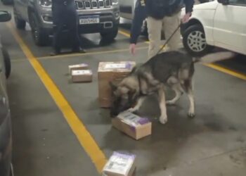 PRF impede envio de cocaína para a Nova Zelândia; casal foi preso, veja o vídeo