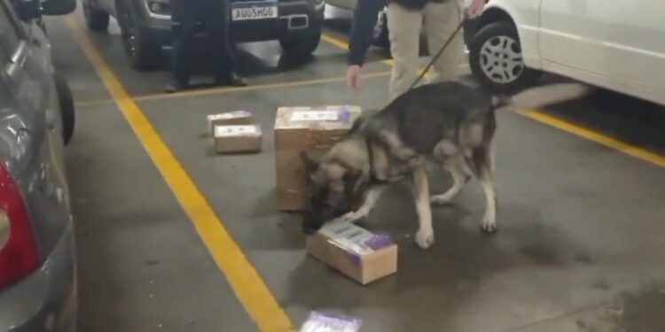 PRF impede envio de cocaína para a Nova Zelândia; casal foi preso, veja o vídeo