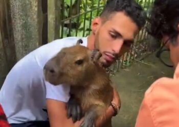Capivara Filó é devolvida a Tiktoker após decisão judicial