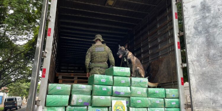 Polícia Militar prende homem e apreende 700 quilos de maconha