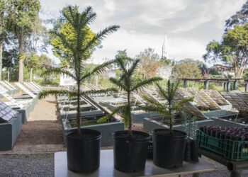 Curitiba irá distribuir gratuitamente mudas de Araucárias nas regionais para a população