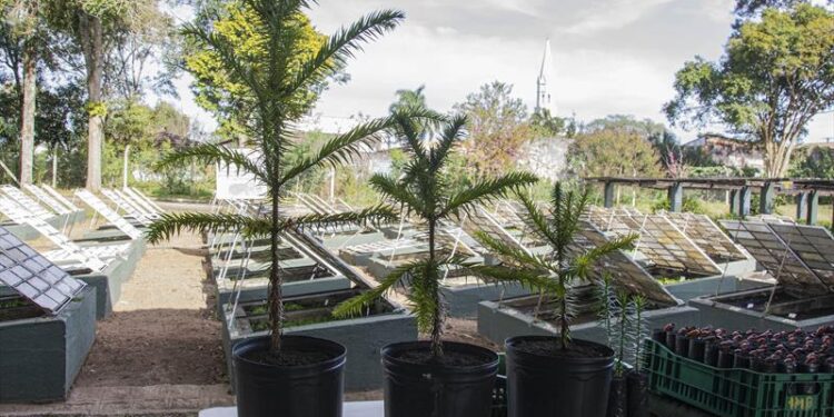 Curitiba irá distribuir gratuitamente mudas de Araucárias nas regionais para a população