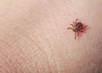 Adolescente com suspeita de febre maculosa morre em Campinas; outras três mortes confirmadas