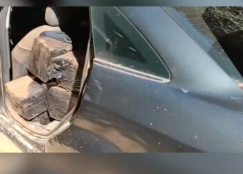 Guarda Municipal apreende meia tonelada de maconha na Estrada do Cerne