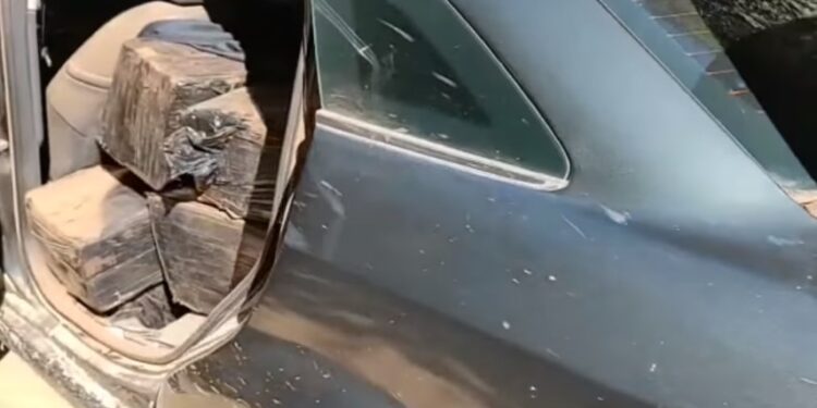 Guarda Municipal apreende meia tonelada de maconha na Estrada do Cerne