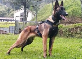Forças Armadas suspendem buscas pelo cão farejador Wilson, desaparecido há mais de um mês na selva colombiana
