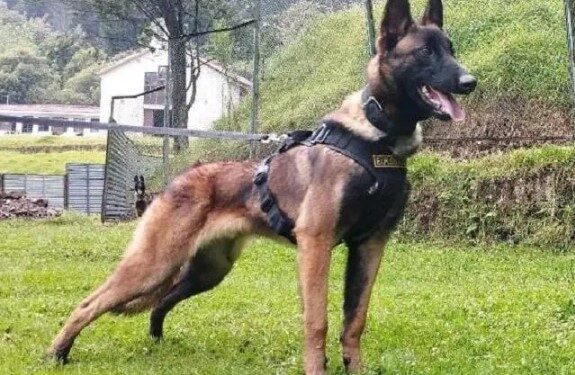 Forças Armadas suspendem buscas pelo cão farejador Wilson, desaparecido há mais de um mês na selva colombiana