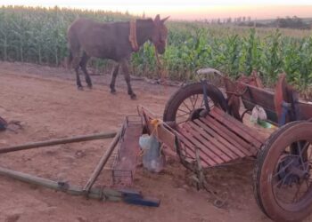 Homem morre em acidente envolvendo charrete, no Paraná