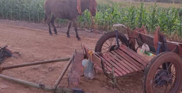 Homem morre em acidente envolvendo charrete, no Paraná