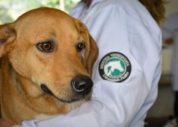 Cães de rua do Complexo Penitenciário de Piraquara são atendidos e vão à feira de adoção