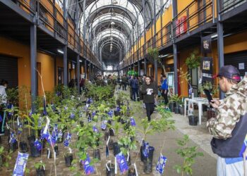 Prefeitura de Curitiba vai distribuir mudas de cerejeiras do Japão nas Ruas da Cidadania