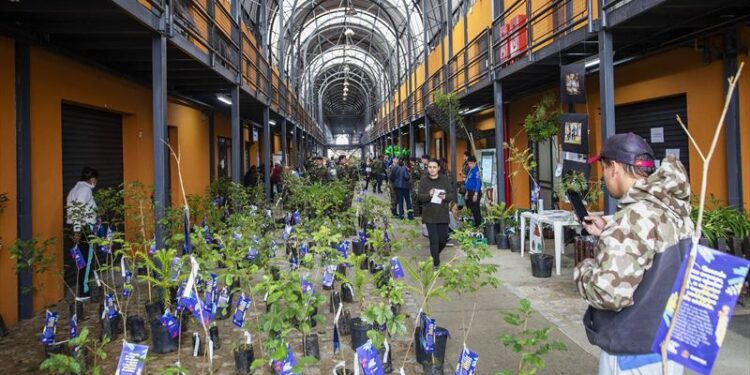 Prefeitura de Curitiba vai distribuir mudas de cerejeiras do Japão nas Ruas da Cidadania