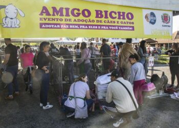 Inscrições de cães para evento de adoção do Amigo Bicho em Curitiba começam hoje