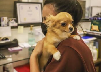 Regional Tatuquara terá mutirão de castração gratuita de cães e gatos em agosto