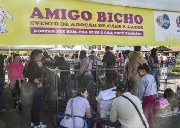 Sábado de sol em Curitiba é dia perfeito para adotar um cachorro no Parque Barigui