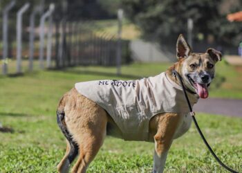 Dia do vira-lata: Prefeitura de Curitiba tem campanha permanente de adoção de cães e gatos