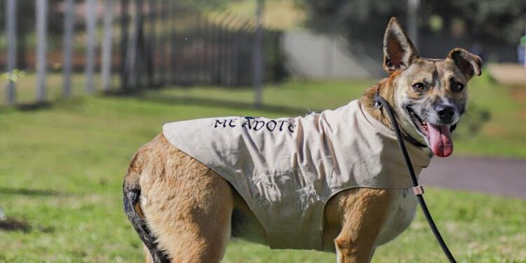 Dia do vira-lata: Prefeitura de Curitiba tem campanha permanente de adoção de cães e gatos