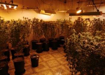 Após denúncias, CHOQUE descobre estufa de maconha e indivíduo morre em confronto com os policiais, veja o vídeo