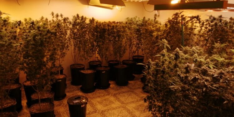 Após denúncias, CHOQUE descobre estufa de maconha e indivíduo morre em confronto com os policiais, veja o vídeo