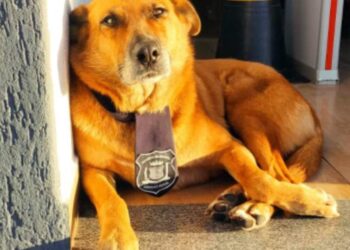 Cadela Amarela resgatada por guardas municipais precisa de um lar