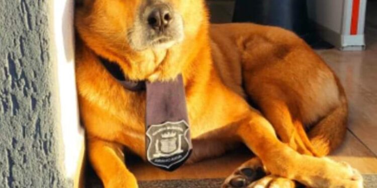 Cadela Amarela resgatada por guardas municipais precisa de um lar