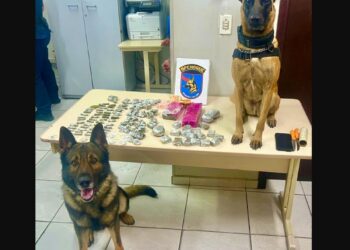 Equipe K9 da Polícia Militar detém dupla com grande quantidade de drogas durante operação no Uberaba