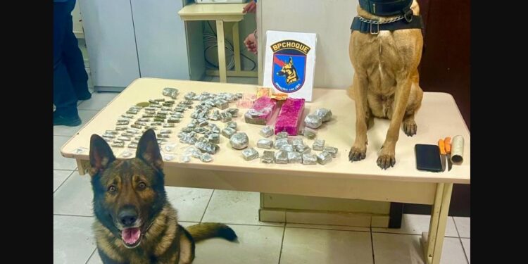 Equipe K9 da Polícia Militar detém dupla com grande quantidade de drogas durante operação no Uberaba